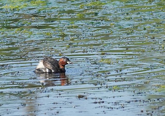 Little Grebe  - Andrzej Chwierut