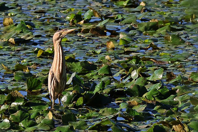 Little Bittern  - Krzysztof Czajowski