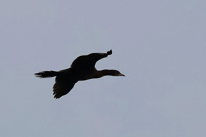 kormoran mały  - Krzysztof Czajowski