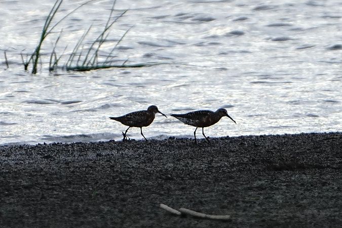 Curlew Sandpiper  - Artur Roguszka