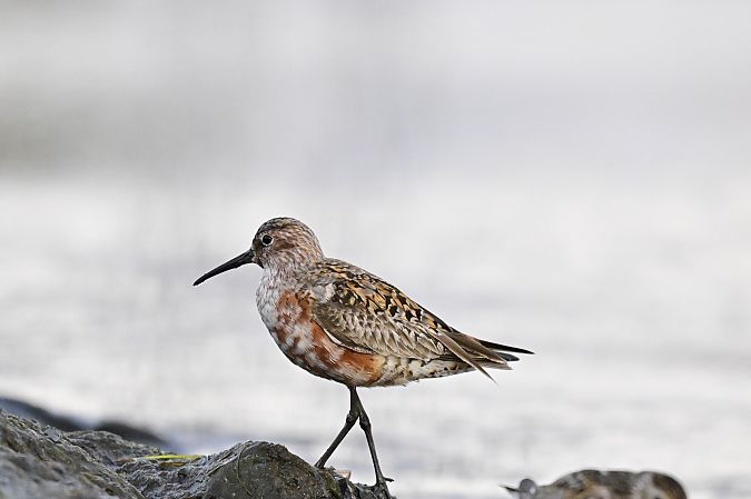 Curlew Sandpiper  - Tomasz Wojciechowski