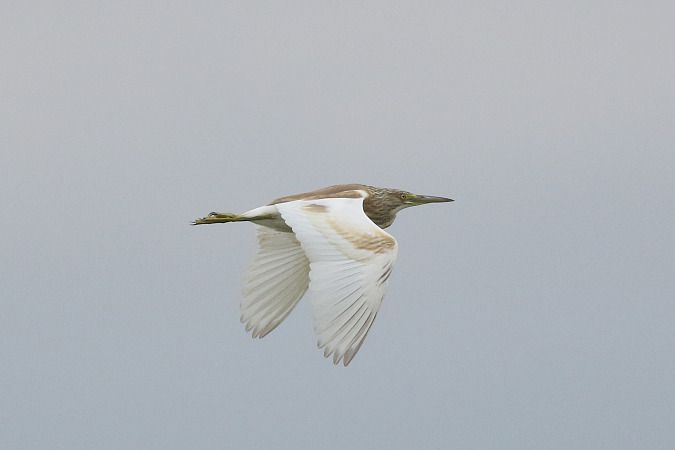 Squacco Heron  - Szymon Kulesza