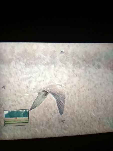 Saker Falcon  - Jakub Nikiel