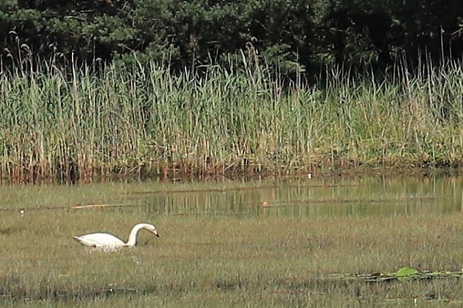 Singschwan  - Henryk Piernikarczyk