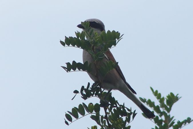 Red-backed Shrike  - Henryk Piernikarczyk