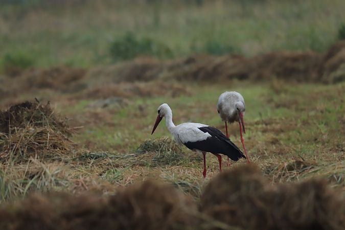 White Stork  - Henryk Piernikarczyk