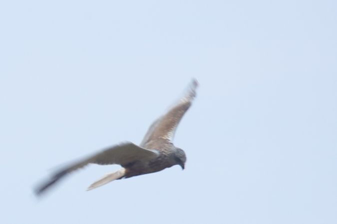 Western Marsh Harrier  - Henryk Piernikarczyk