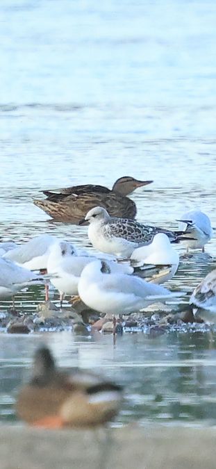 Mouette mélanocéphale  - Adam Grabowski