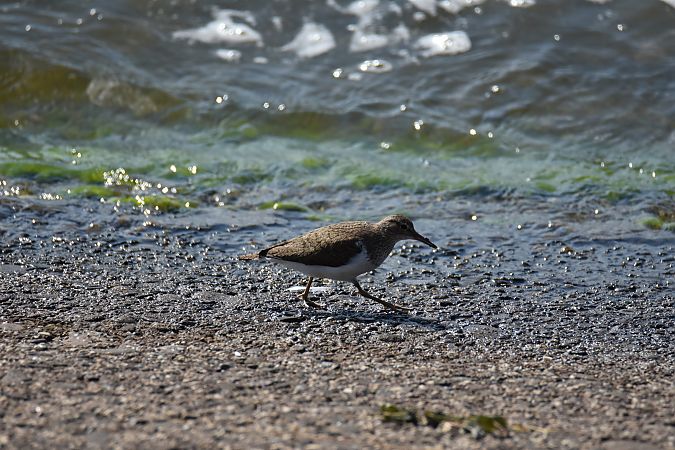 Common Sandpiper  - Wojciech Kowalski