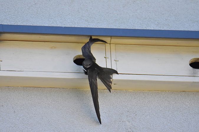 Common Swift  - Wojciech Kowalski