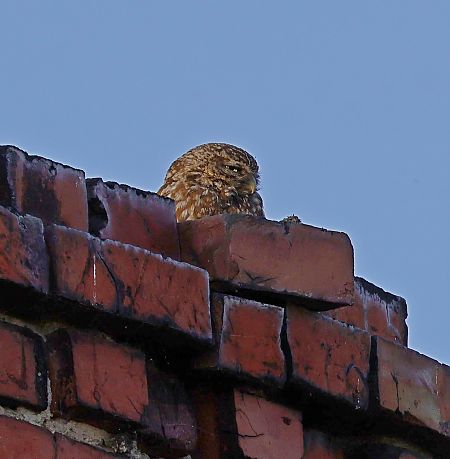 Little Owl  - Damian Mikulski