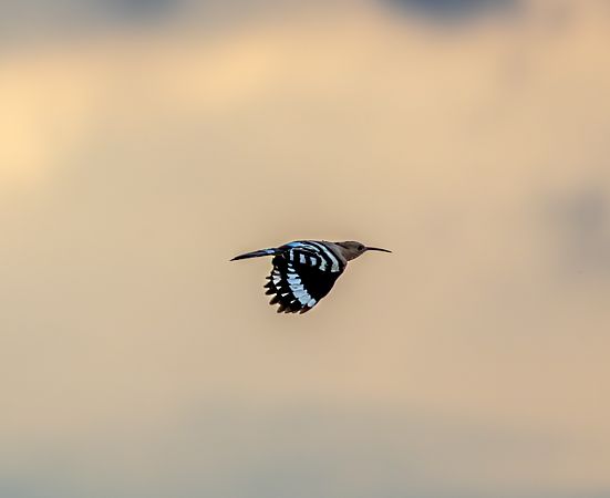 Eurasian Hoopoe  - Damian Mikulski