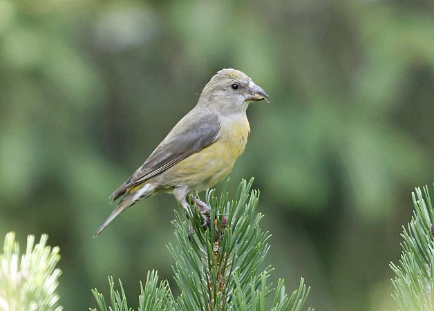 Red Crossbill  - Damian Mikulski