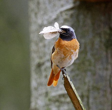 Common Redstart  - Damian Mikulski