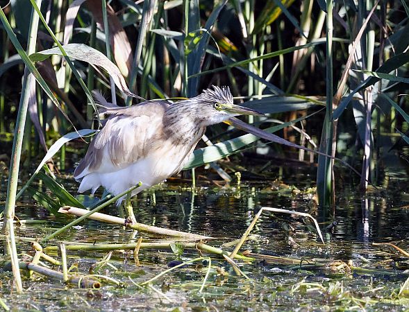 Squacco Heron  - Damian Mikulski