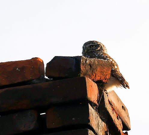 Little Owl  - Damian Mikulski