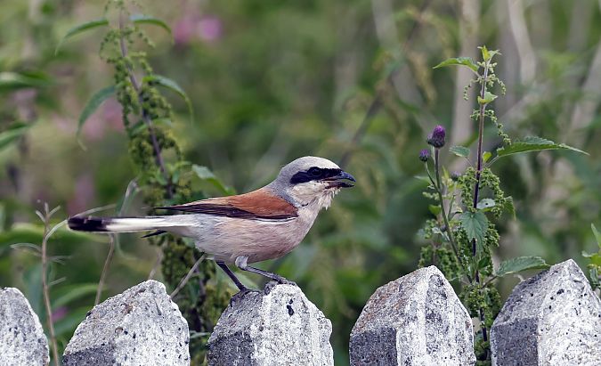 Red-backed Shrike  - Damian Mikulski