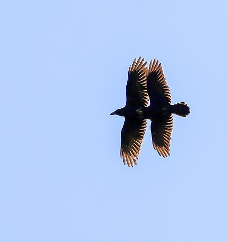 Northern Raven  - Damian Mikulski