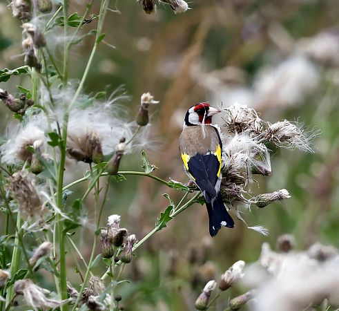 European Goldfinch  - Damian Mikulski