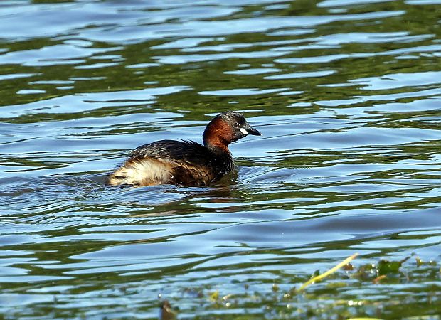 Little Grebe  - Damian Mikulski