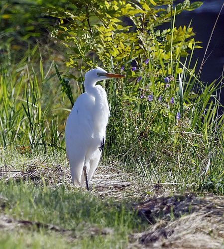 Great Egret  - Damian Mikulski