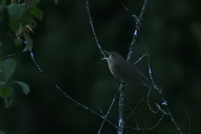 River Warbler  - Dawid Ciosek