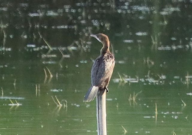 Pygmy Cormorant  - Jarosław Wiśniewski