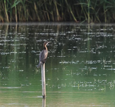 Pygmy Cormorant  - Katarzyna Szałas