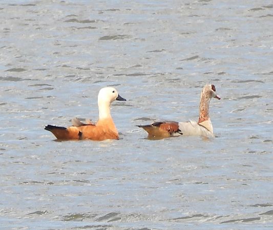 Ruddy Shelduck 