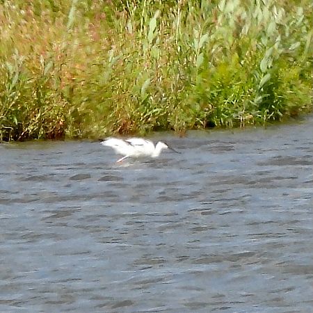 Pied Avocet 