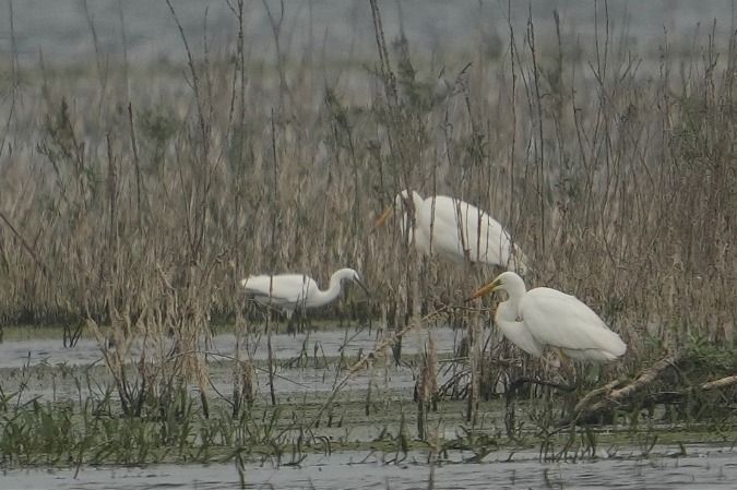 Aigrette garzette  - Wiktor Kroker
