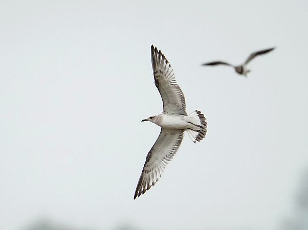 Mouette mélanocéphale  - Grzegorz Grygoruk