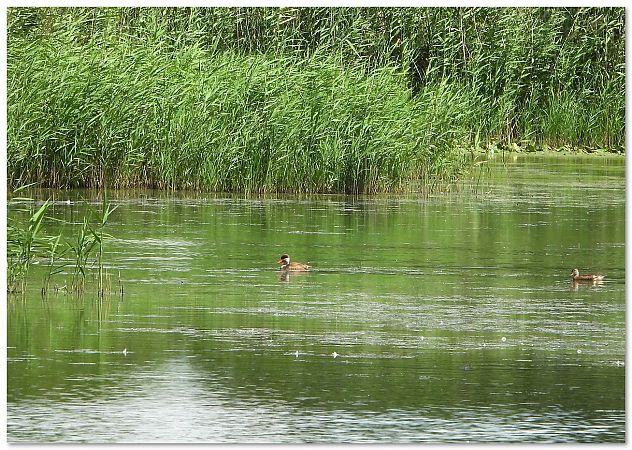 Red-crested Pochard  - Piotr Gajewski