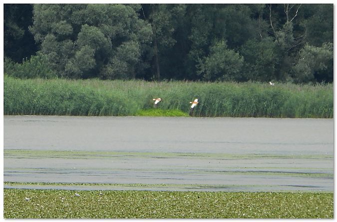 Ruddy Shelduck  - Piotr Gajewski