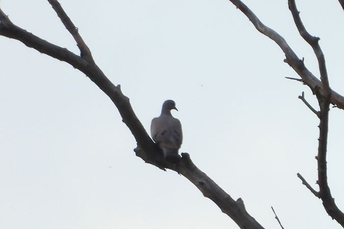 Stock Dove  - Justyna Krawczyk