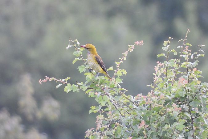 Eurasian Golden Oriole  - Justyna Krawczyk