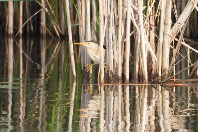 Little Bittern  - Justyna Krawczyk
