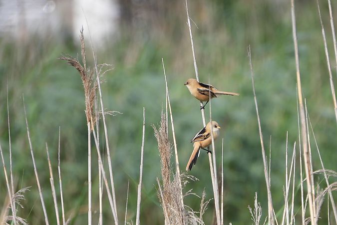 Bearded Reedling  - Justyna Krawczyk