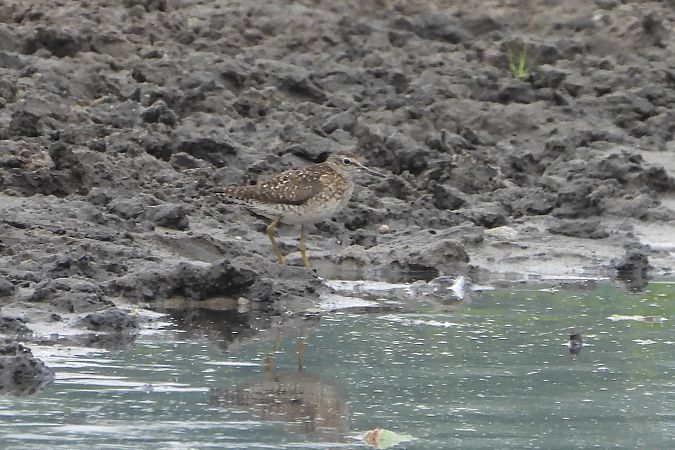 Wood Sandpiper  - Justyna Krawczyk