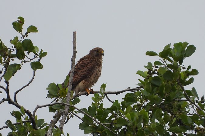 Common Kestrel  - Justyna Krawczyk