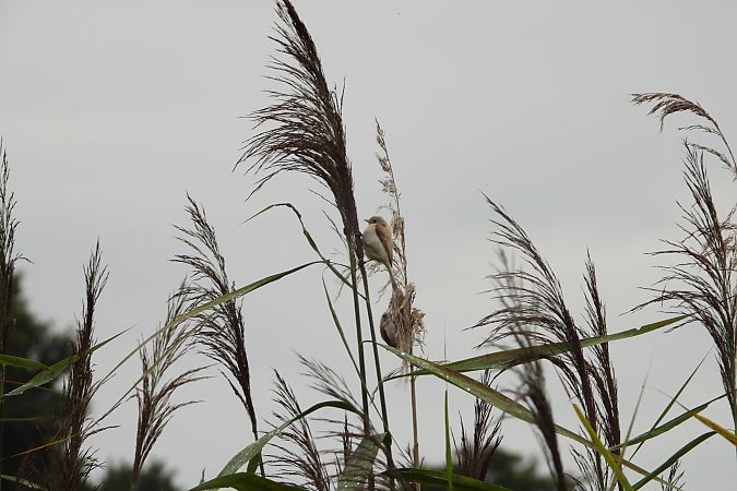 Rémiz penduline  - Justyna Krawczyk