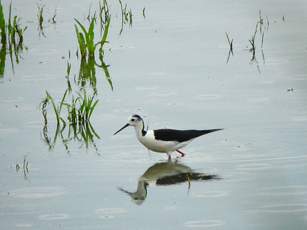 Black-winged Stilt  - Jonatan Manista