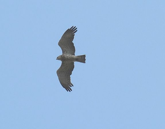Short-toed Snake Eagle  - Arek Gorczewski