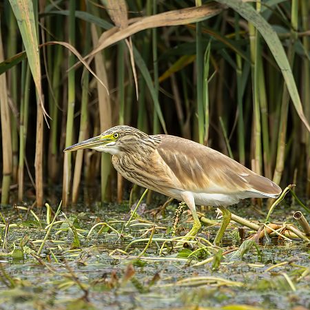 Squacco Heron  - Cyryl Boryczko