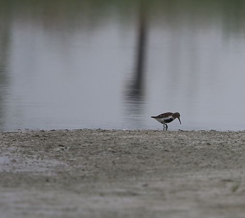 Alpenstrandläufer  - Marcin Kuźma