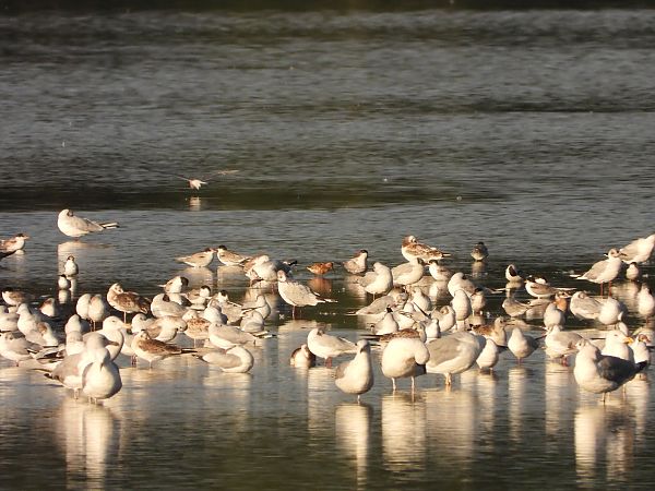 Curlew Sandpiper  - Katarzyna Laszkiewicz