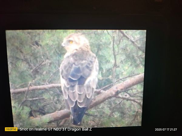 Short-toed Snake Eagle  - Krystian Sobota