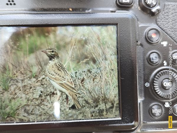 Tawny Pipit  - Krystian Sobota