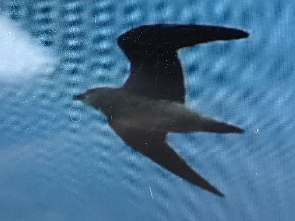 Black-winged Pratincole  - Krystian Sobota