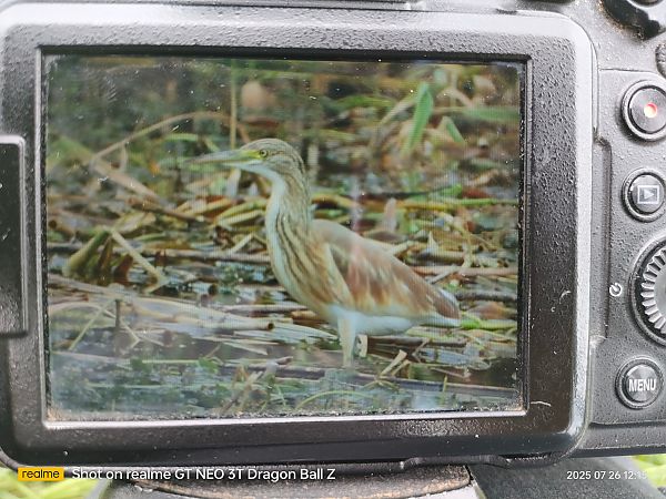 Squacco Heron  - Krystian Sobota